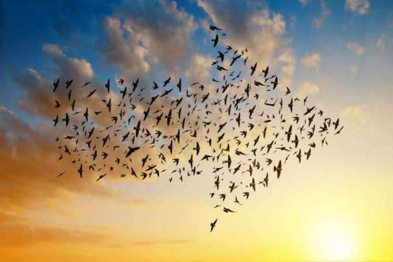 Birds flying in an arrow formation into the sunset